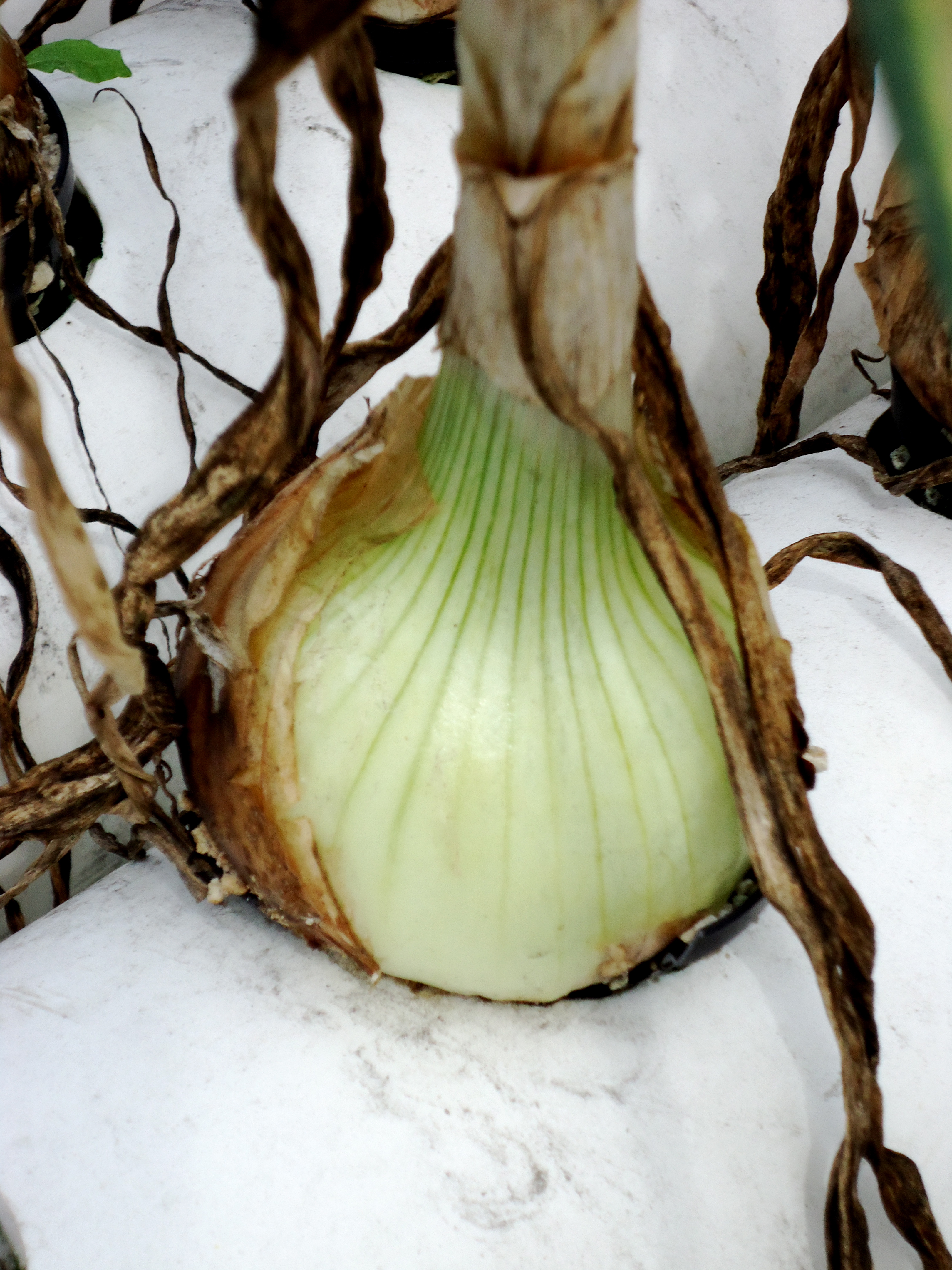 Lonesome Luscious sweet onion - sweeter than a Vidalia! "I give them ...