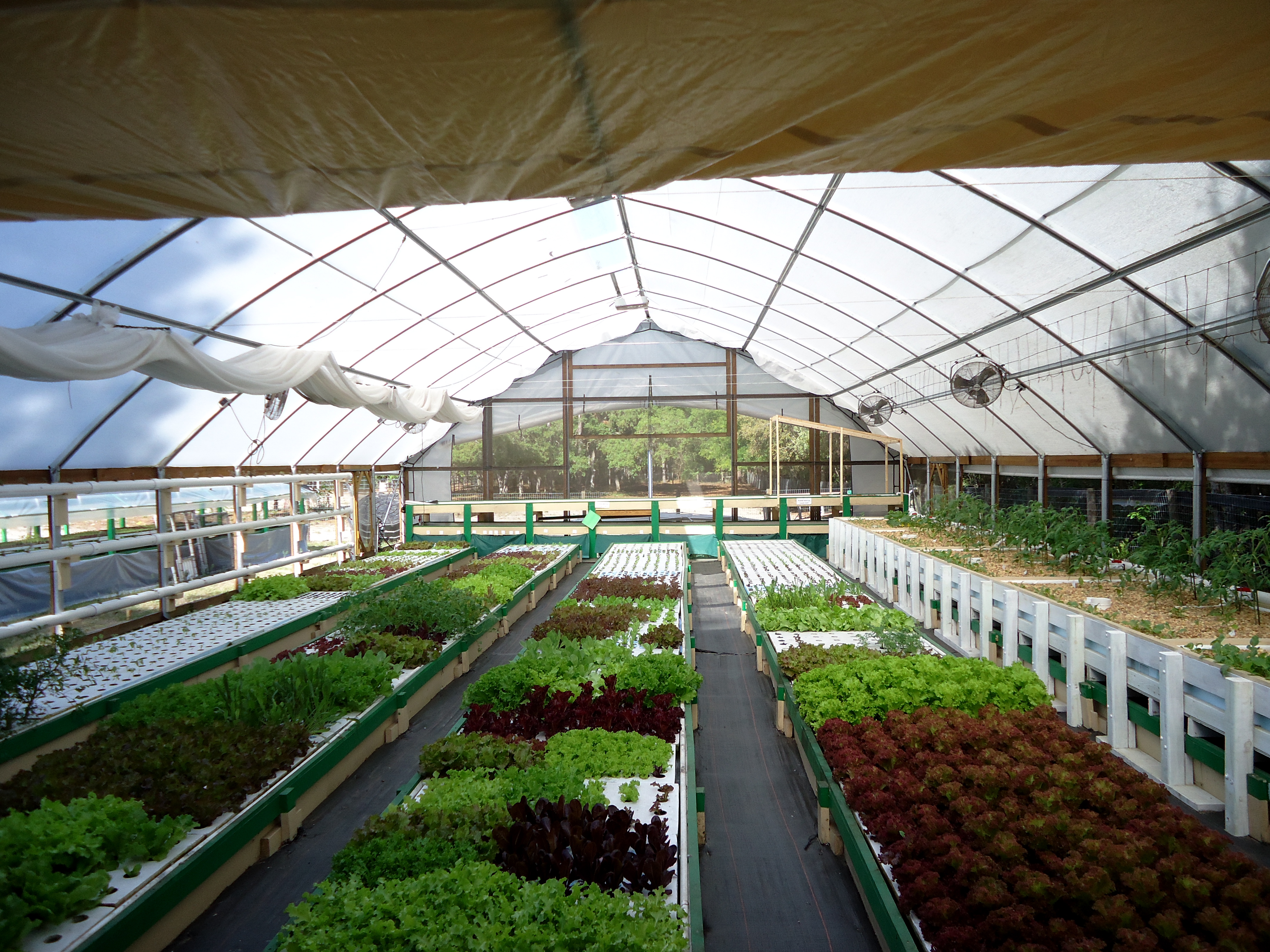 Aquaponics: the new wave of the future? A view from Green Acre | know 